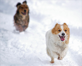 Hunde im Schnee Megaflex stanzi11 fotolia.com 1