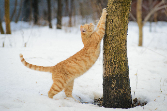 Katze im Schnee Megaflex neuenberg fotolia.com 1
