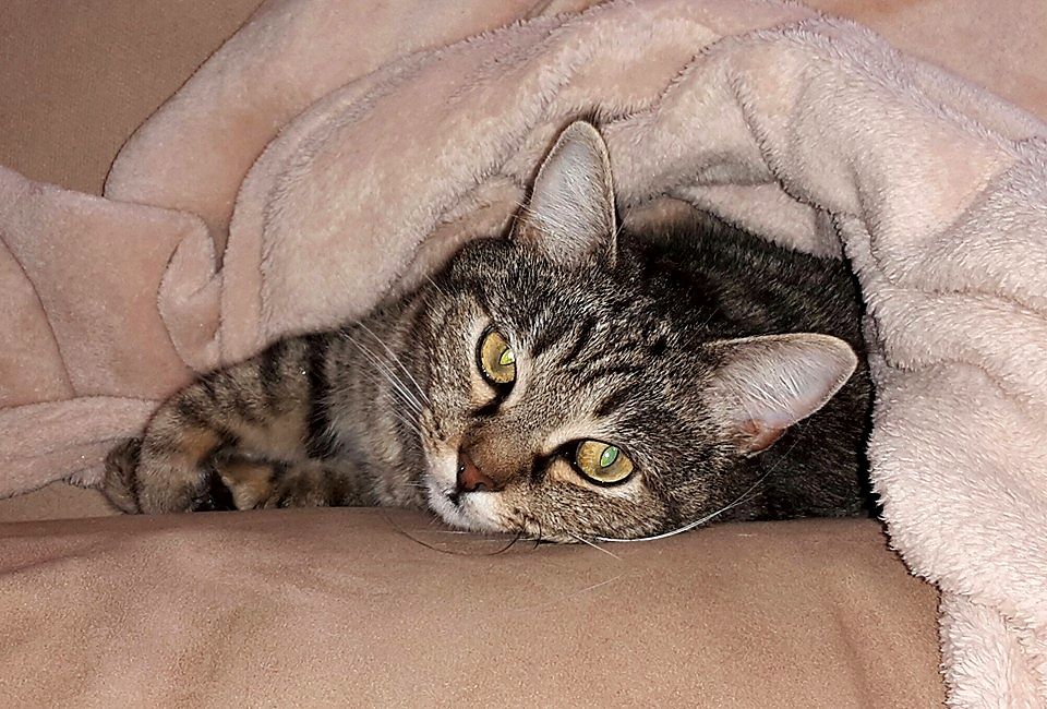 03 Katze aufbereitet