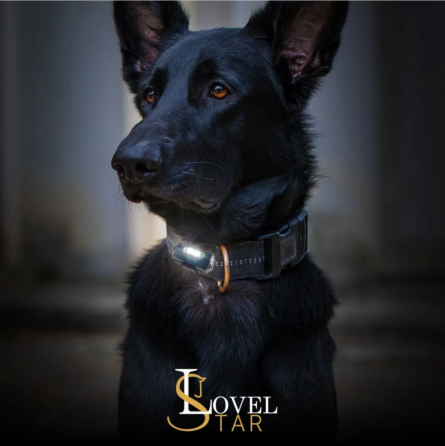 🐶 Mach die Nacht zum Tag: Dein Hund, immer sicher sichtbar mit Lovelstar! ✨