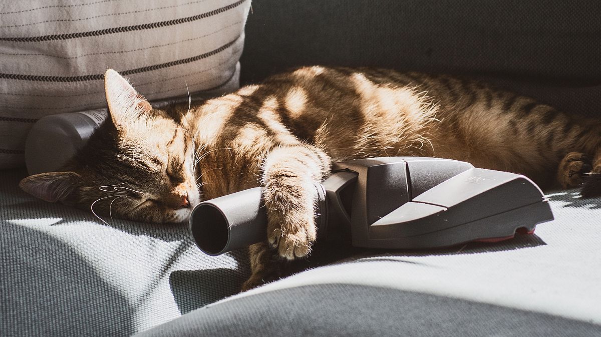 1 katzetierhaar bodenduese 1480x830