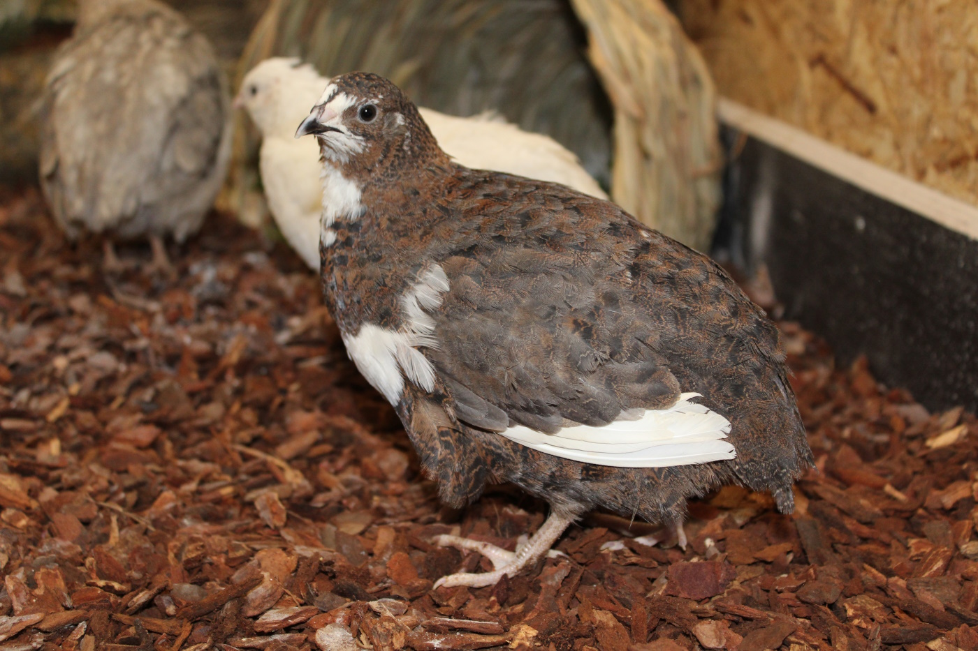 1artgerechte wachtelhaltung