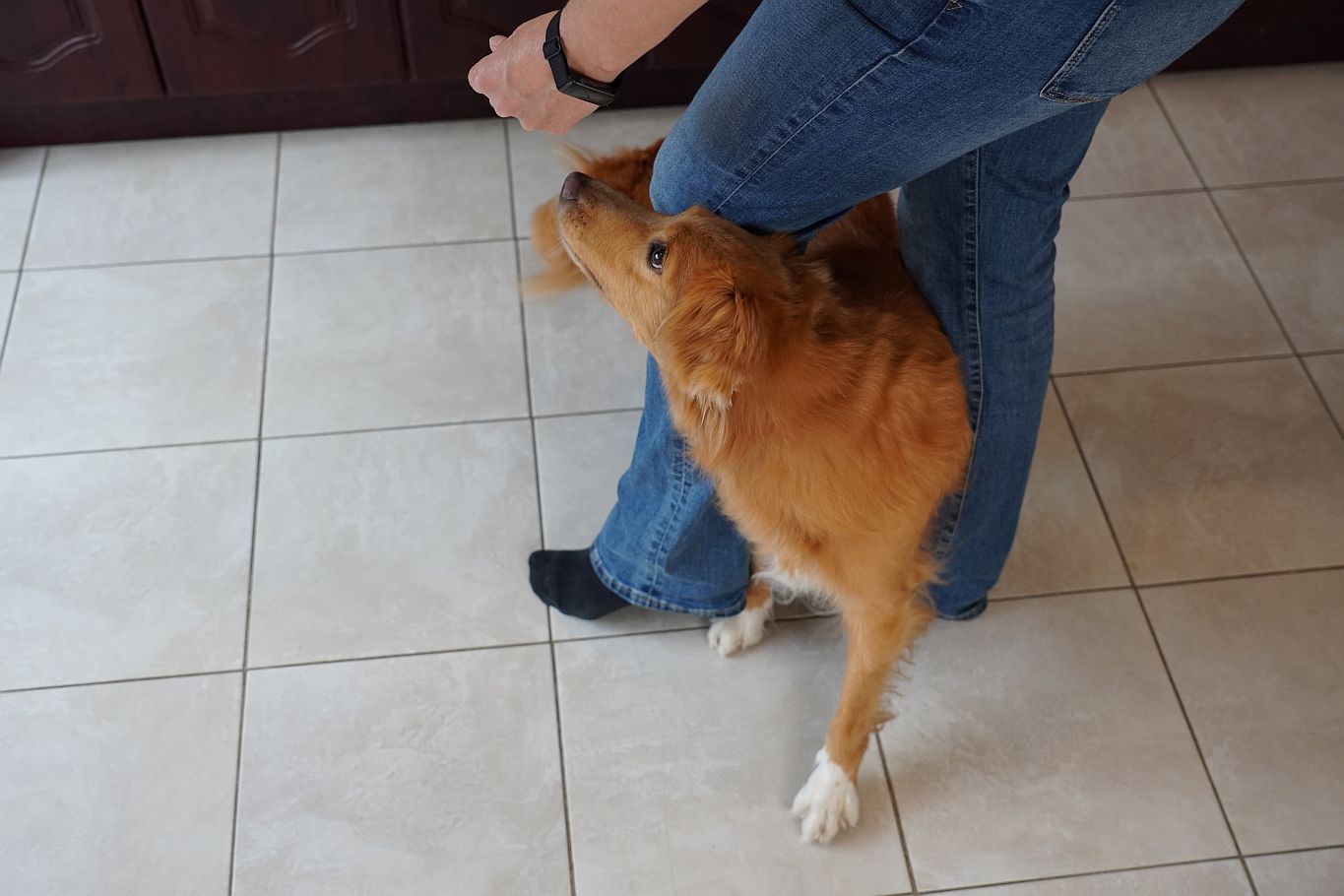 2 Zuhause ganz einfach den Koerperwellen Slalom trainierenCopyright Susanne Reinke Hundeschule Jagdfieber