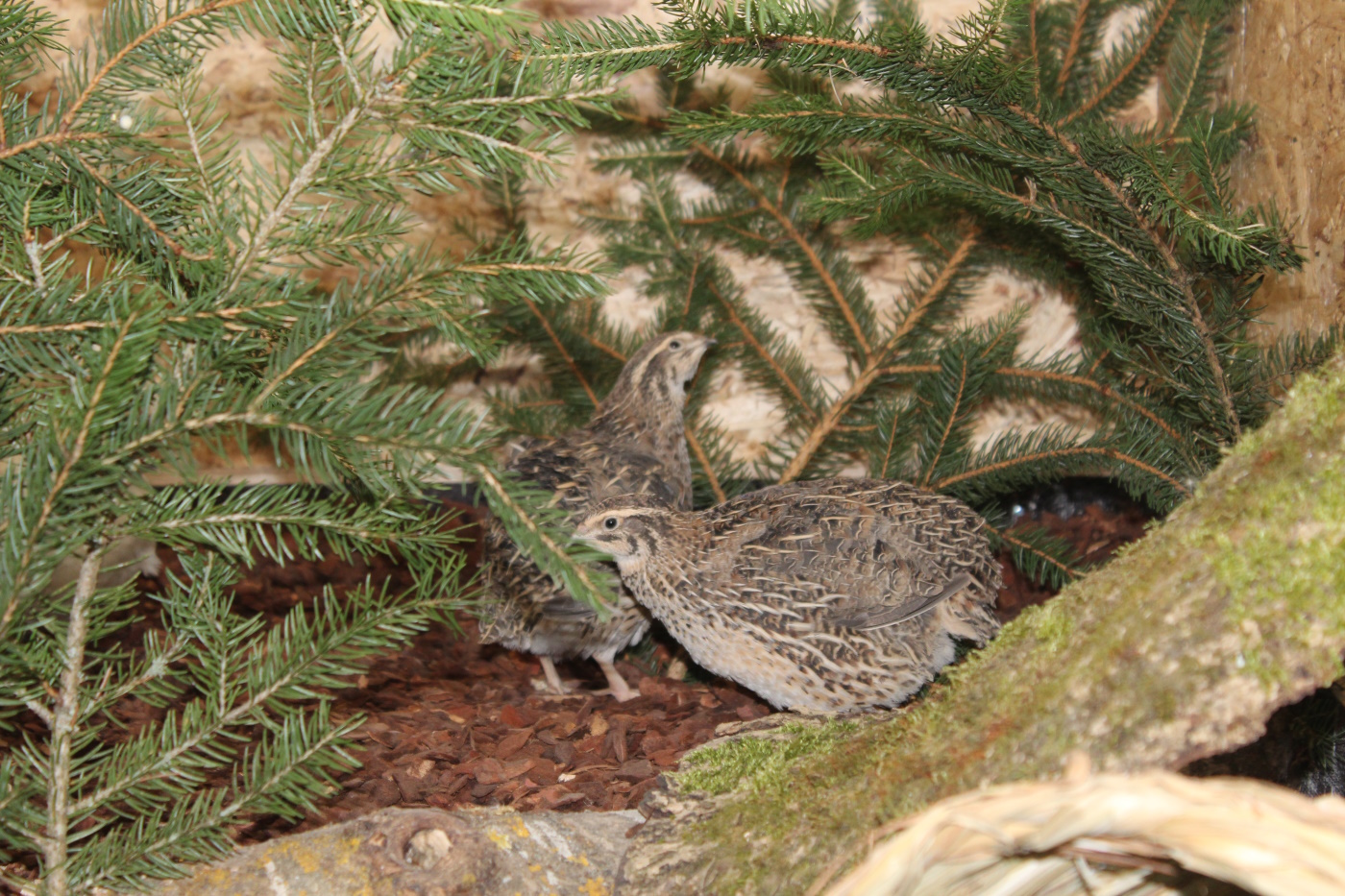 2naturnahe wachtelhaltung