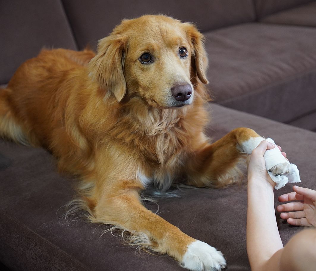 3 Mit Medical Training Sicherheit für den Ernstfall schaffen Copyright Susanne Reinke Hundeschule Jagdfieber