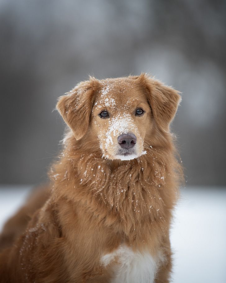 4 Mit kleinen Uebungen gemeinsam Spaß in der dunklen Jahreszeit haben Copyright Susanne Reinke Hundeschule Jagdfieber