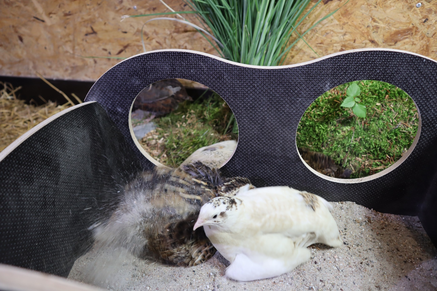 4sandbad wachteln wachtelwelten