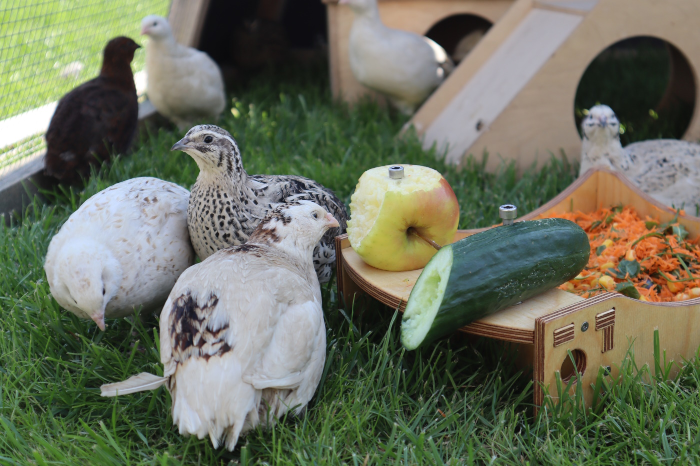 5snackbox fuer wachteln