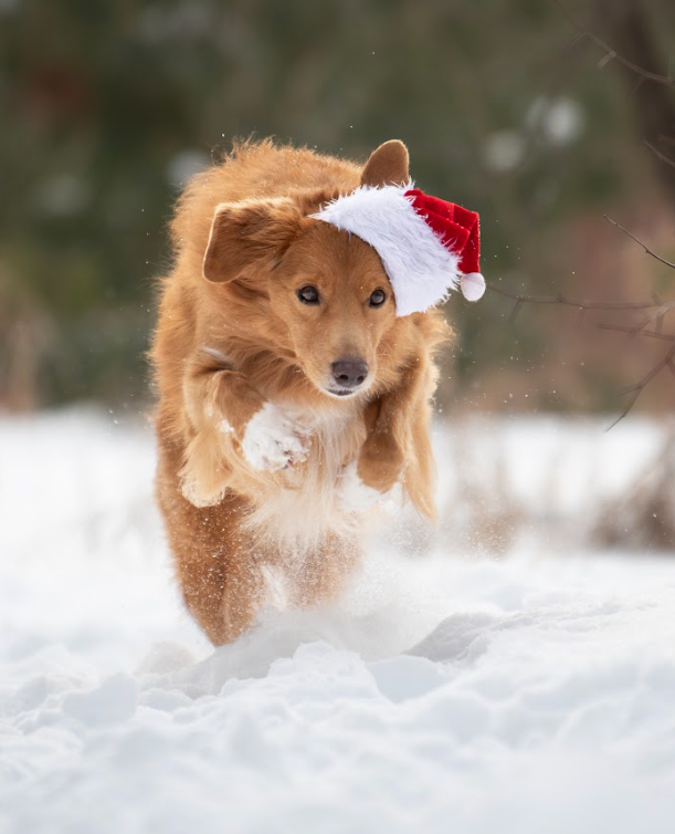 Adventskalender Hund copy copy