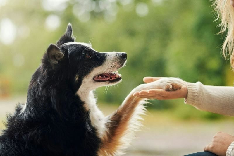 Agria Dog Walk 2026: Gemeinsam Gutes tun - Tausende von Hunden machen mit