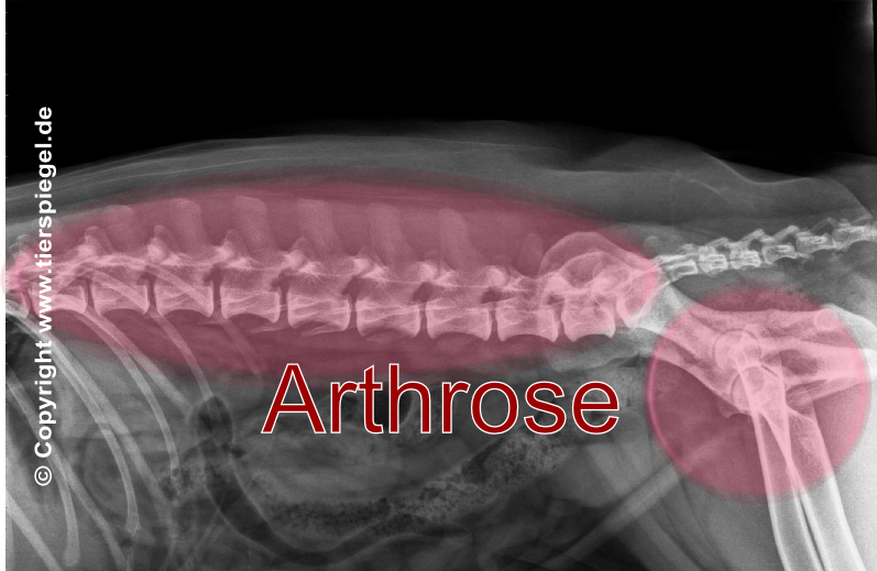 Arthrose 3 copy copy