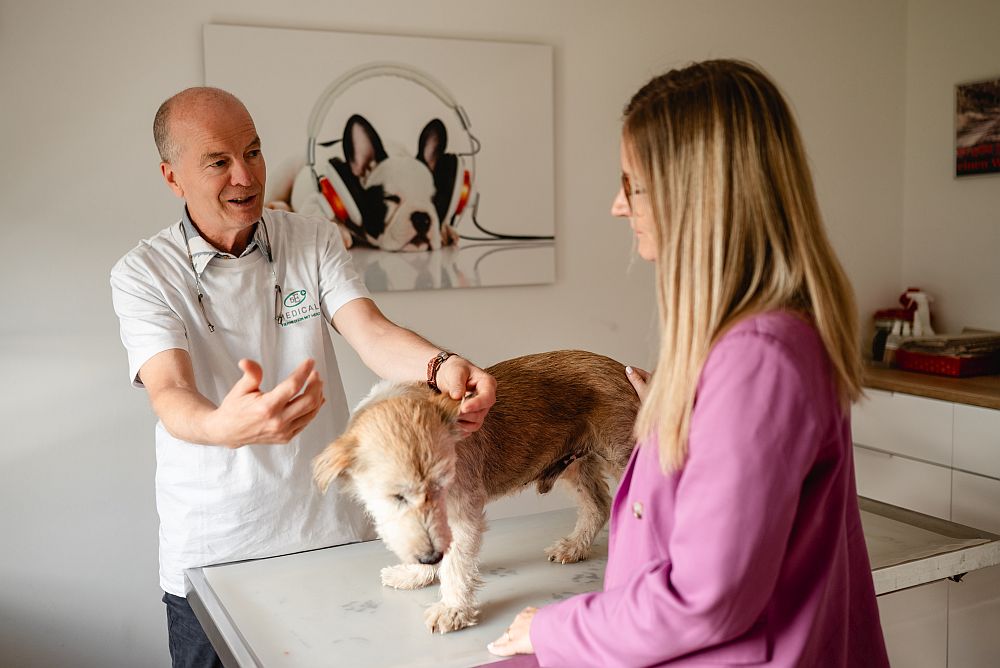 Beratung Hund c Das Gesunde Tier