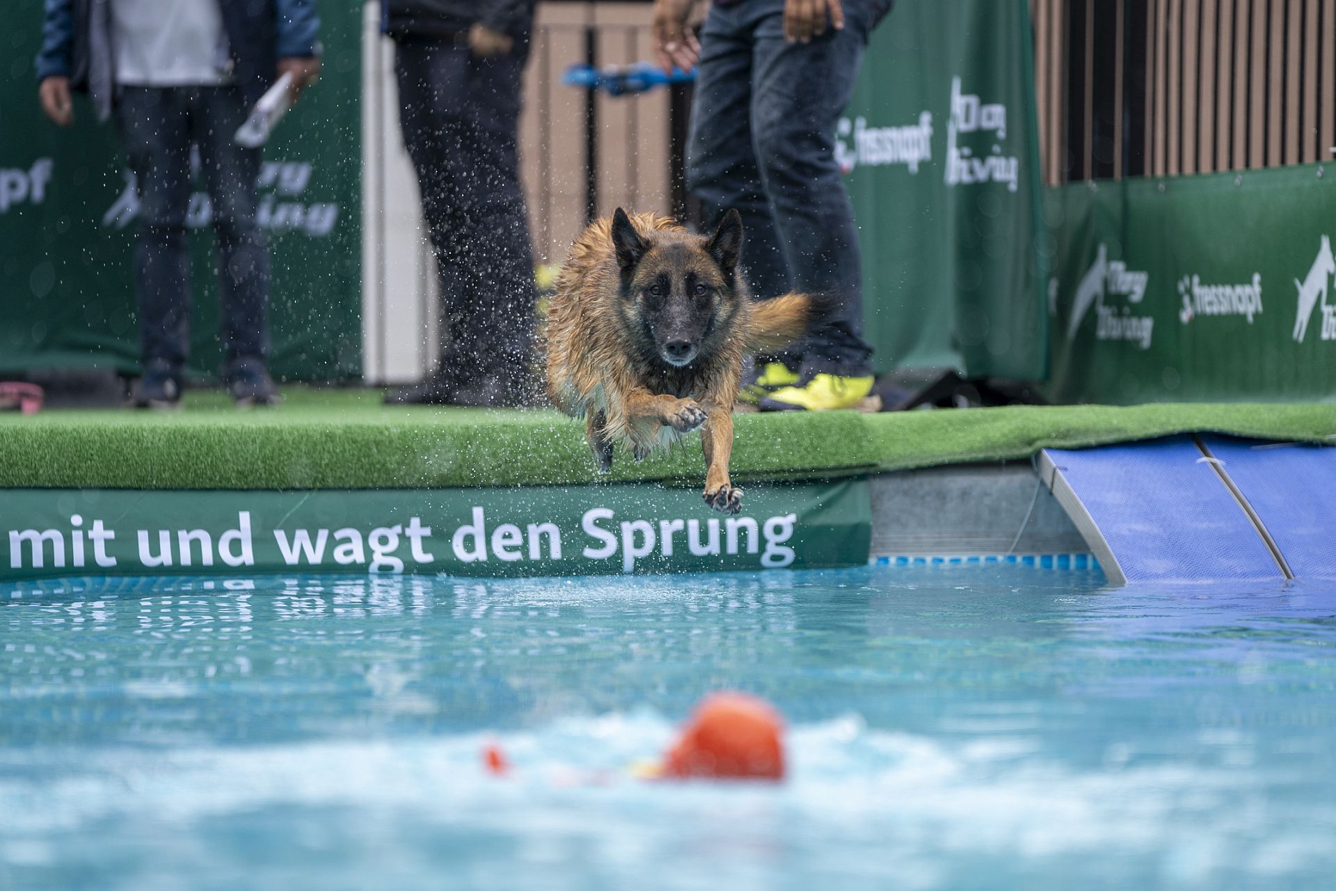 DSC06483Dog Diving Copyright VDH
