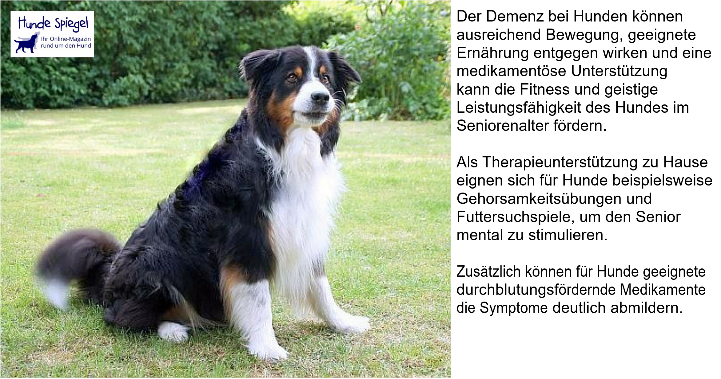 Demenz? Gibt es auch bei Hunden