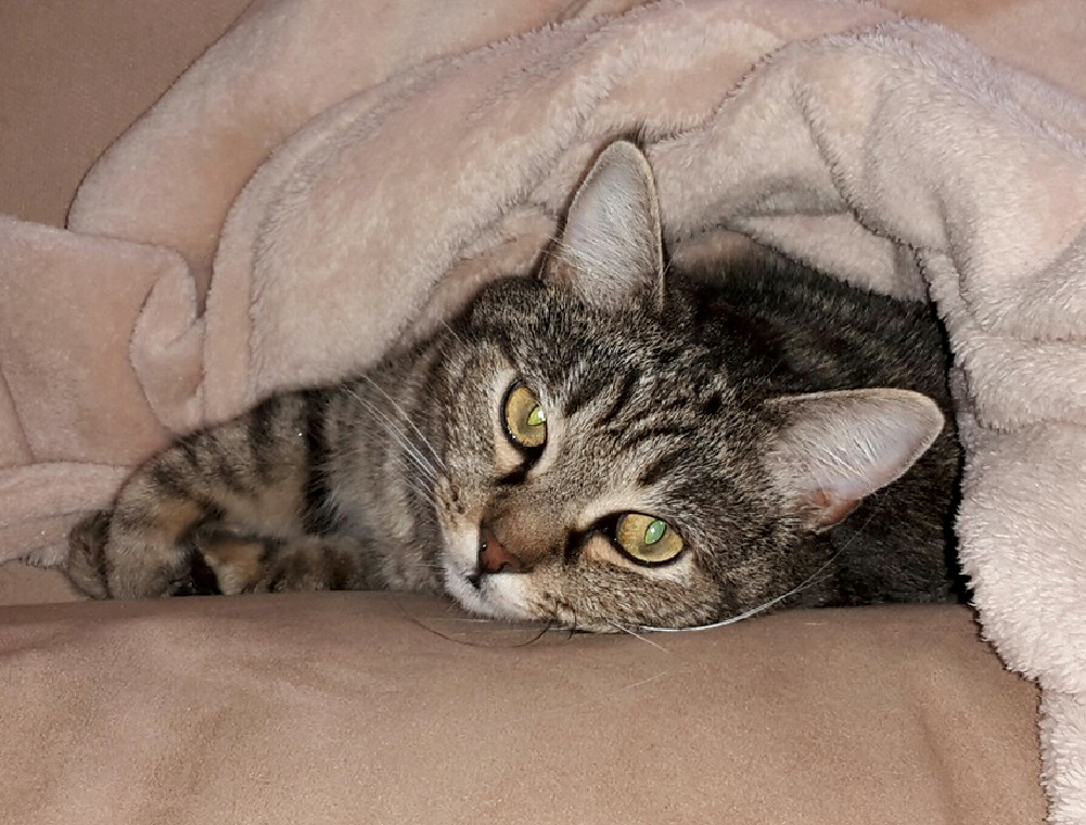 Stubentiger sind die stromsparendsten Haustiere Internationaler Katzentag am 08. August 2019