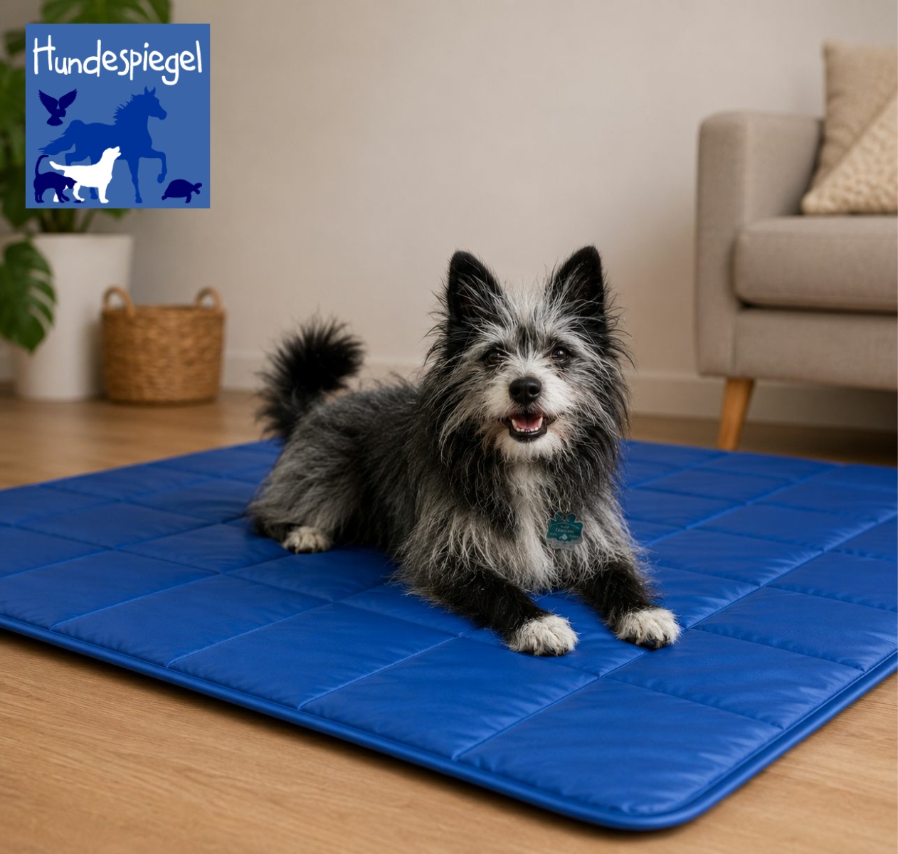 Die Sache mit der Sommerhitze und Hunden…