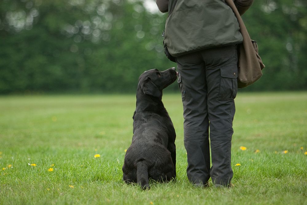 Fußarbeit Grundstellung Susanne Reinke Hundeschule Jagdfieber