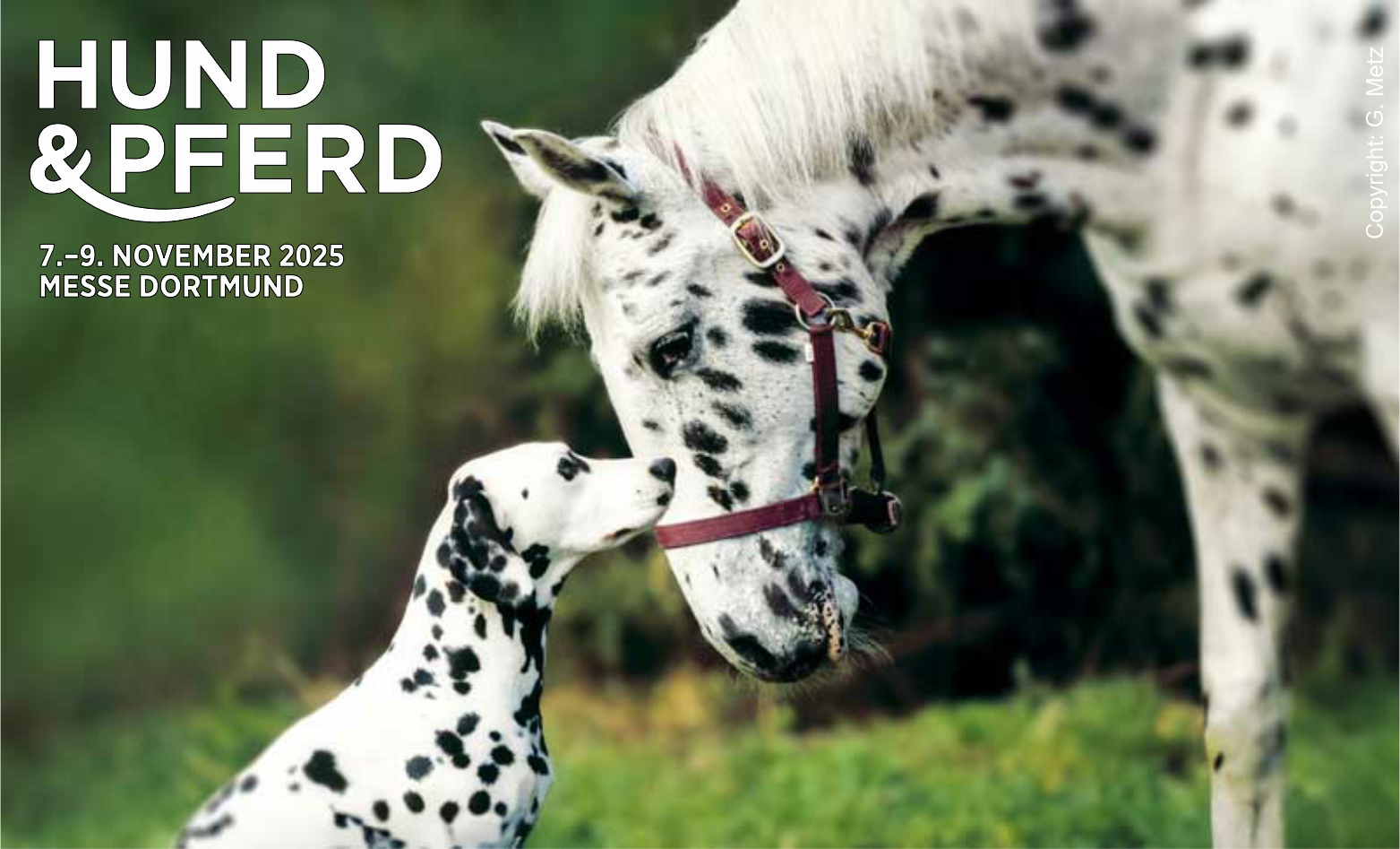 Tierisches Messe-Highlight: Hund & Pferd vom 7. bis 9. November in Dortmund