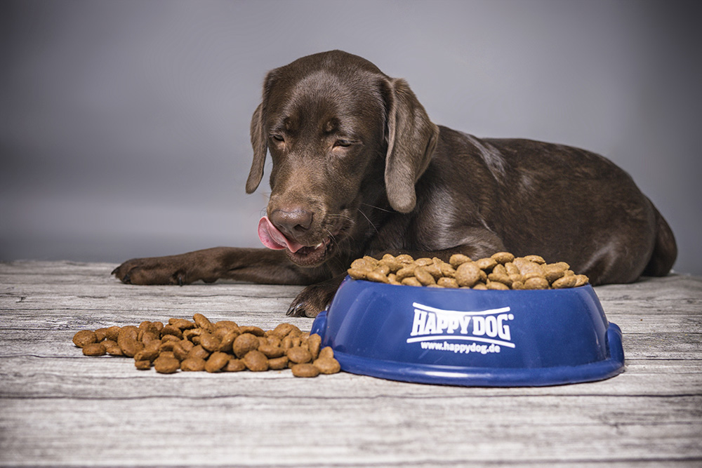 Hund mit Futter DSC7463