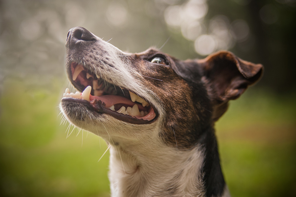 Hunde SvenS M7Q1936 Kopie