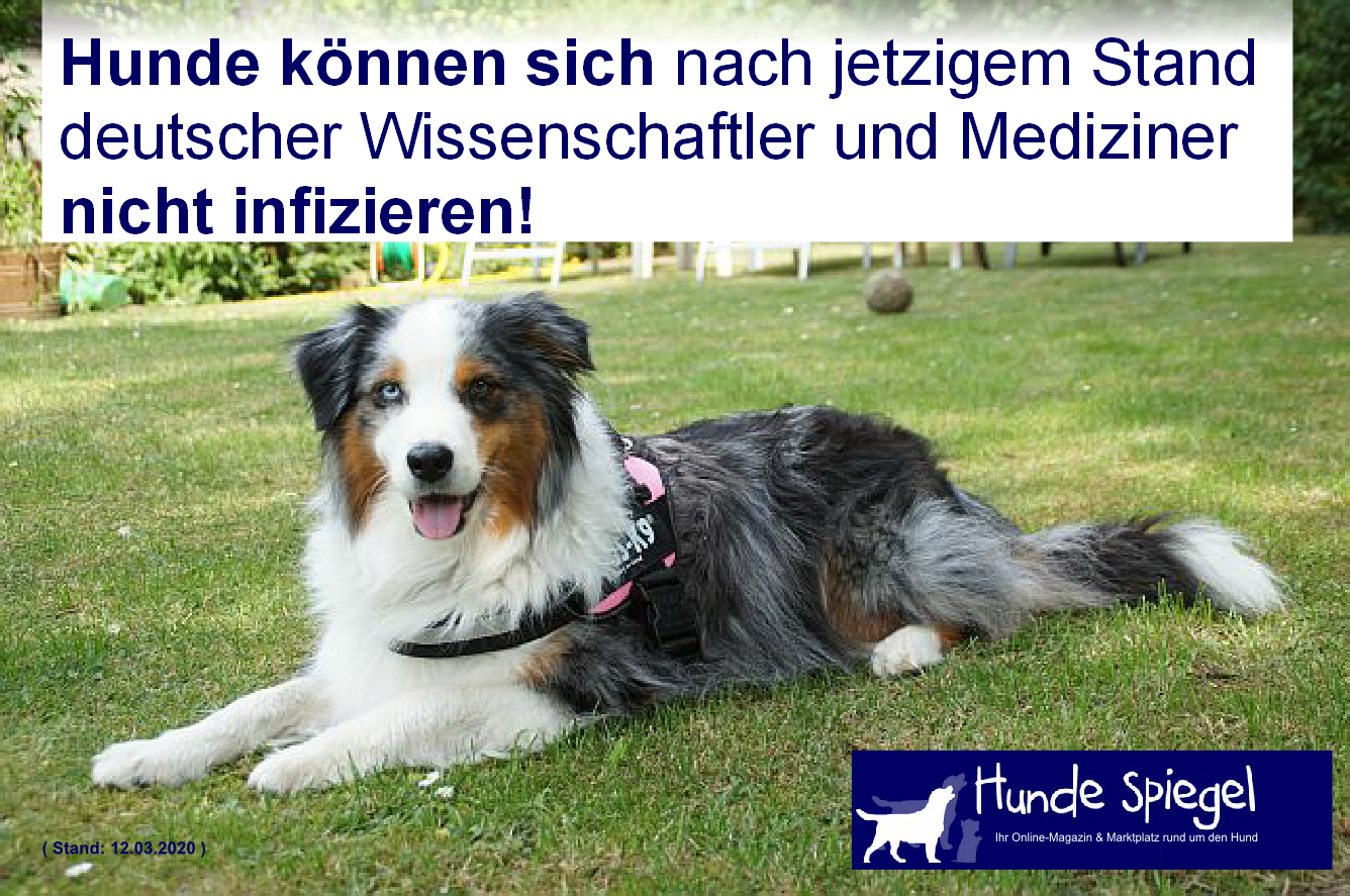 Hunde können sich nicht infizieren 12.03.2020