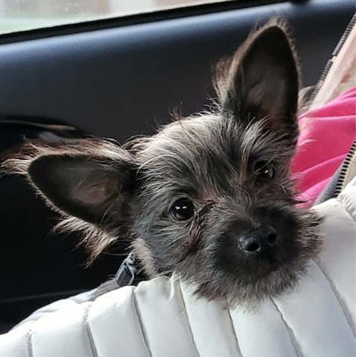 MIni Feddy Portrait optimiert copy