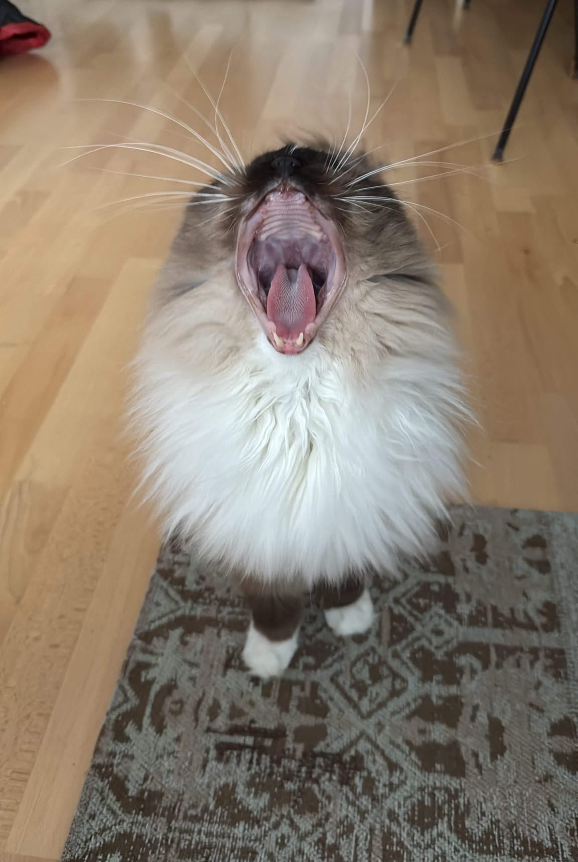 💔 FORL - Der stille Schmerz im Maul deiner Katze: Wie eine Zahnextraktion das Leben deiner Katze retten kann