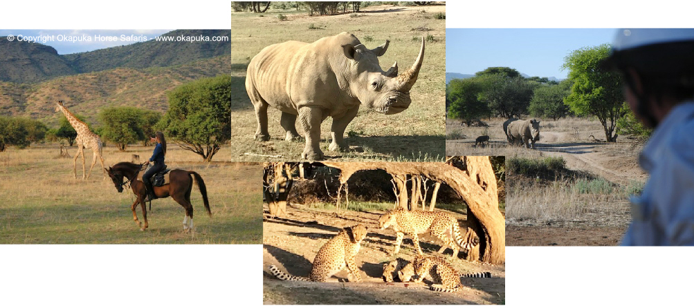 Okapuka Horse Safaris 2 Collage