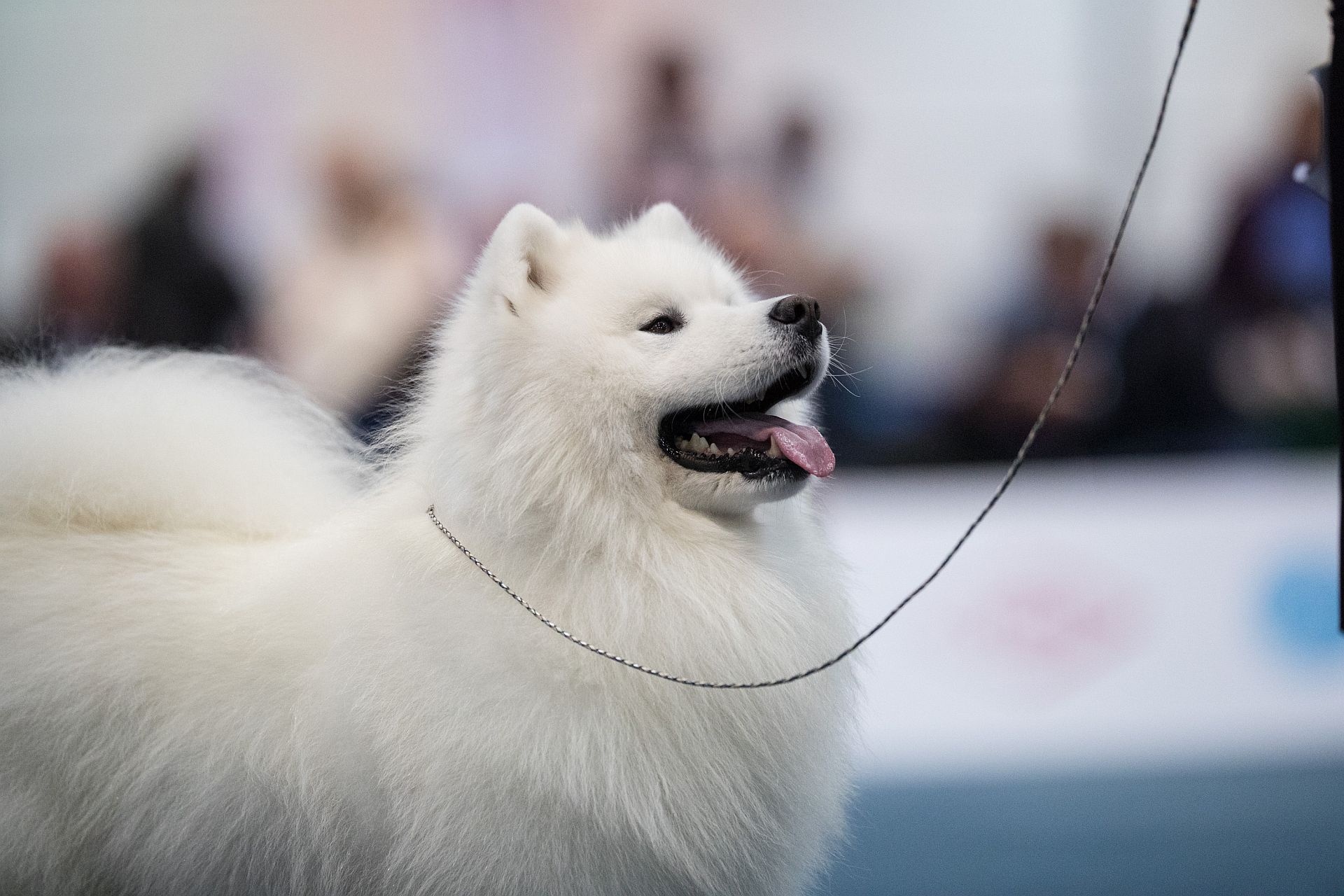 Rassehundepräsentation Copyright R. Baltus