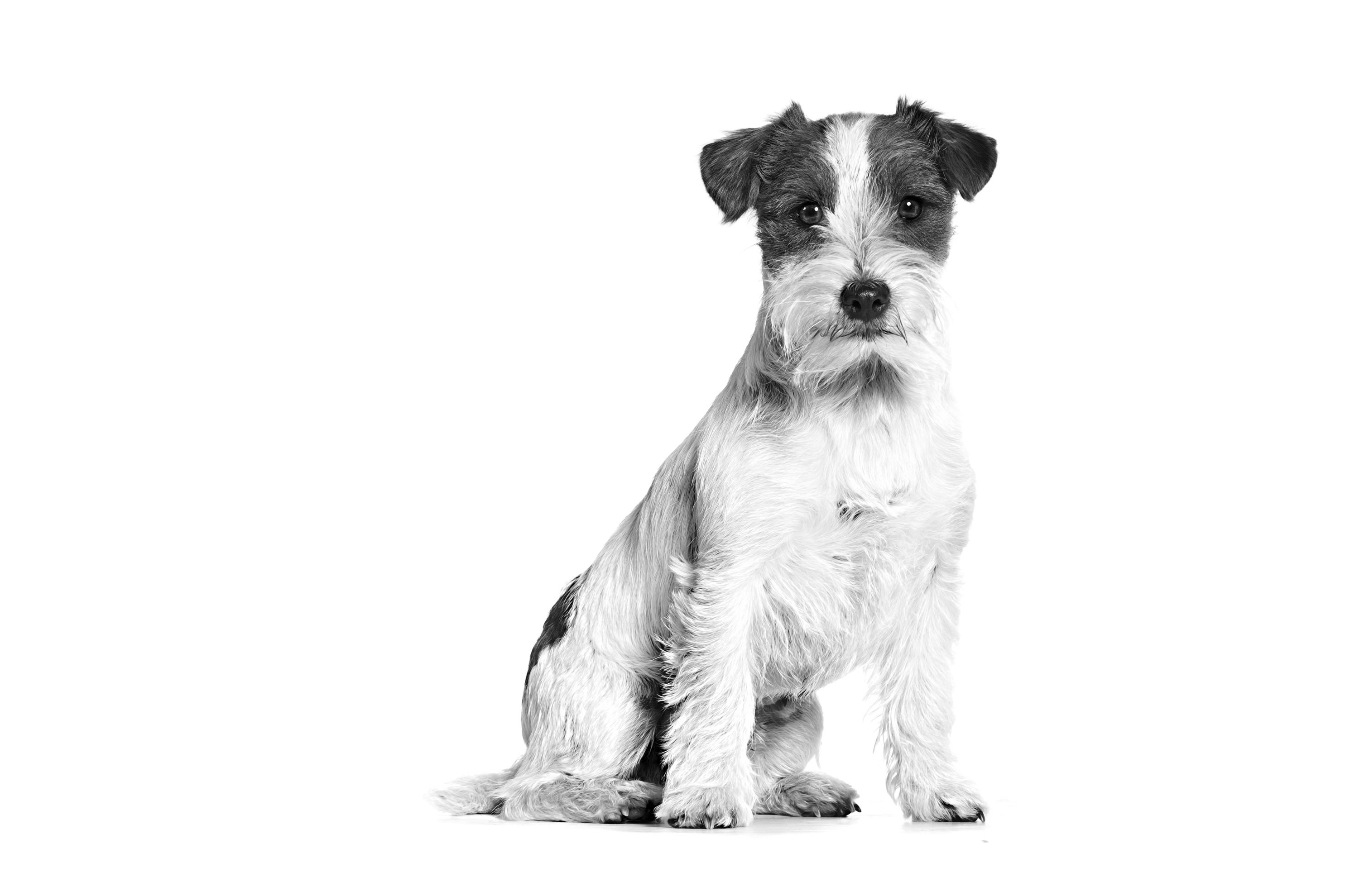 Royal Canin JACK RUSSEL TERRIER ADULT sitzt 1