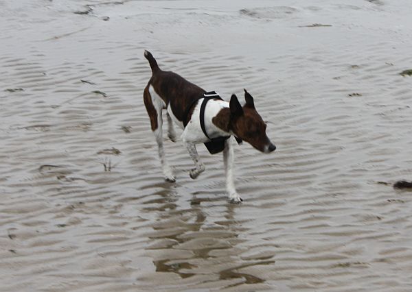 Spenky im der Nordsee 1