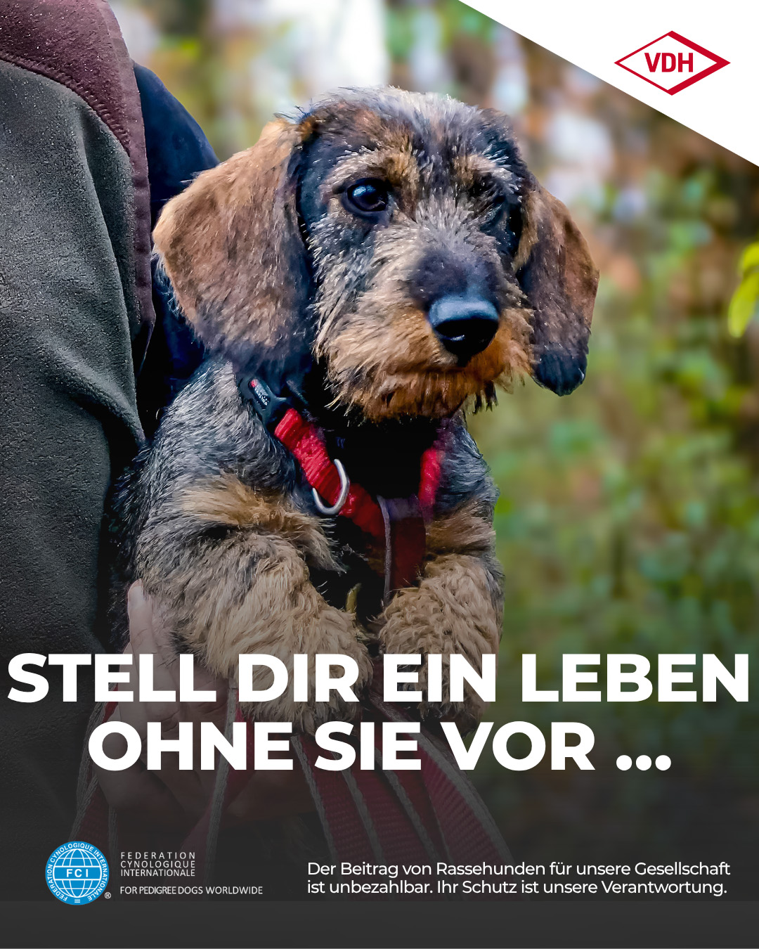 VDH Kampage Dackel