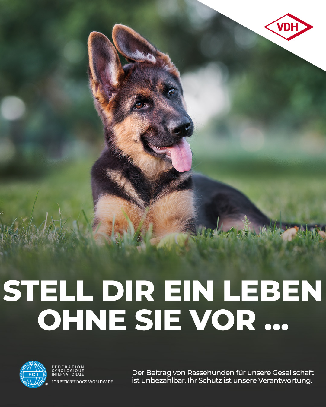 VDH Kampage Schaeferhundwelpe