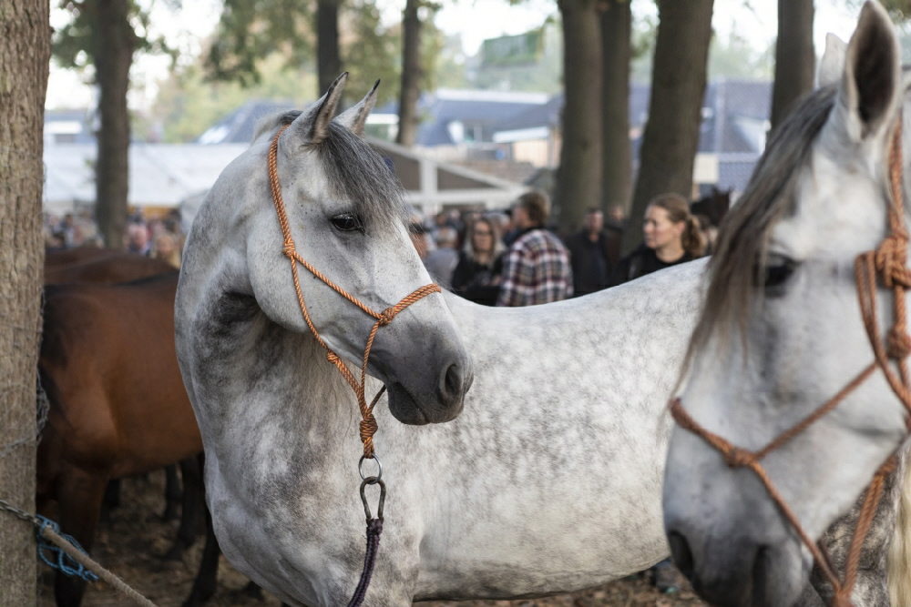 Zuidlaardermarkt 2018 Annet Eveleens foto 011 klein