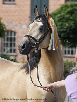 Riverdance (Reitlands Rheingold x Psyches Imperia) - Foto © M.Groger