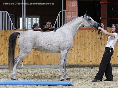 Israa Al Ghaliya (Amurath Muntahi x Black Ibna) - Foto © M.Groger