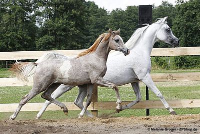 Panamerah al amar (WH Justice x Pomposa) und Pharouk al amar (v. Muranas Jassehr) - Foto: © M.Groger