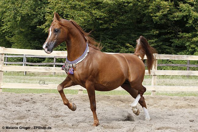 Evidant (Muscat x Enaria) - Foto: © M.Groger