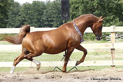 Evidant (Muscat x Enaria) - Foto: © M.Groger