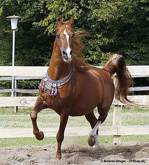 Evidant (Muscat x Enaria) - Foto: © M.Groger