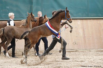 Helios APb (Haskar del Chapulin x Clematis v. Landos) - Foto: © M.Groger