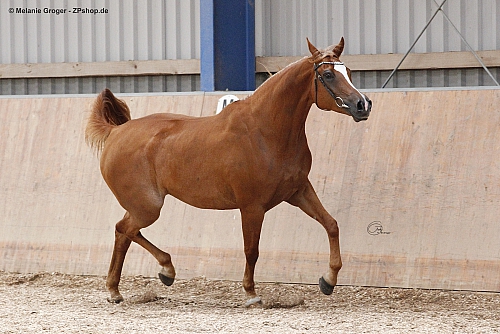 Ghala Bint Pamour AA (Pamour ox a.d. Gilsa v. Sektor) - Foto: © M.Groger