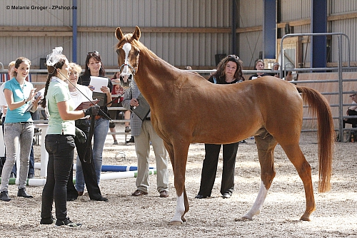 30 Jahre jung - Macho (Yuri of Pelere x Arabella Dove v. Sir Robin) - Foto: © M.Groger