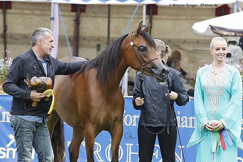 Maryse OS (Ajman Moniscione x Shak Shakira v. ZT Shakfantasy) - Foto: © M.Groger