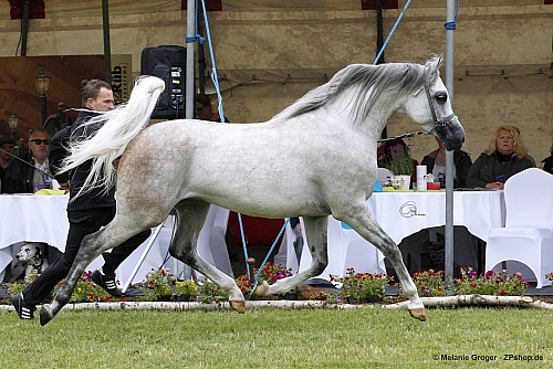 Postar (Om El Bellissimo x Pomerania v. Gazal Al Shaqab) - Foto: © M.Groger