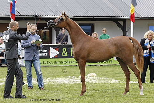 Insha Lahandra (EKS Alihandro x Pyramid Lahleh - Authentic Dahman) - Foto: © M.Groger