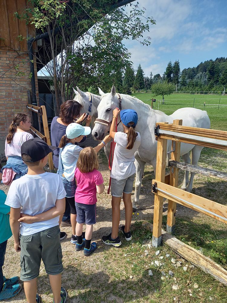 Familienpferd statt Sportgerät 1