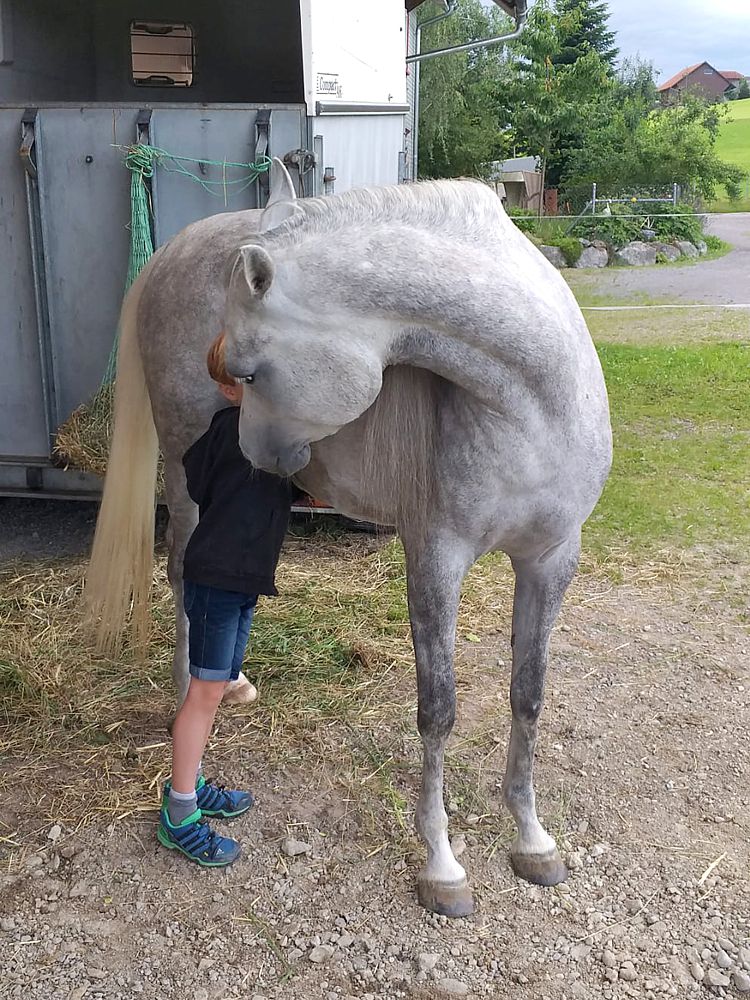 Familienpferd statt Sportgerät 3