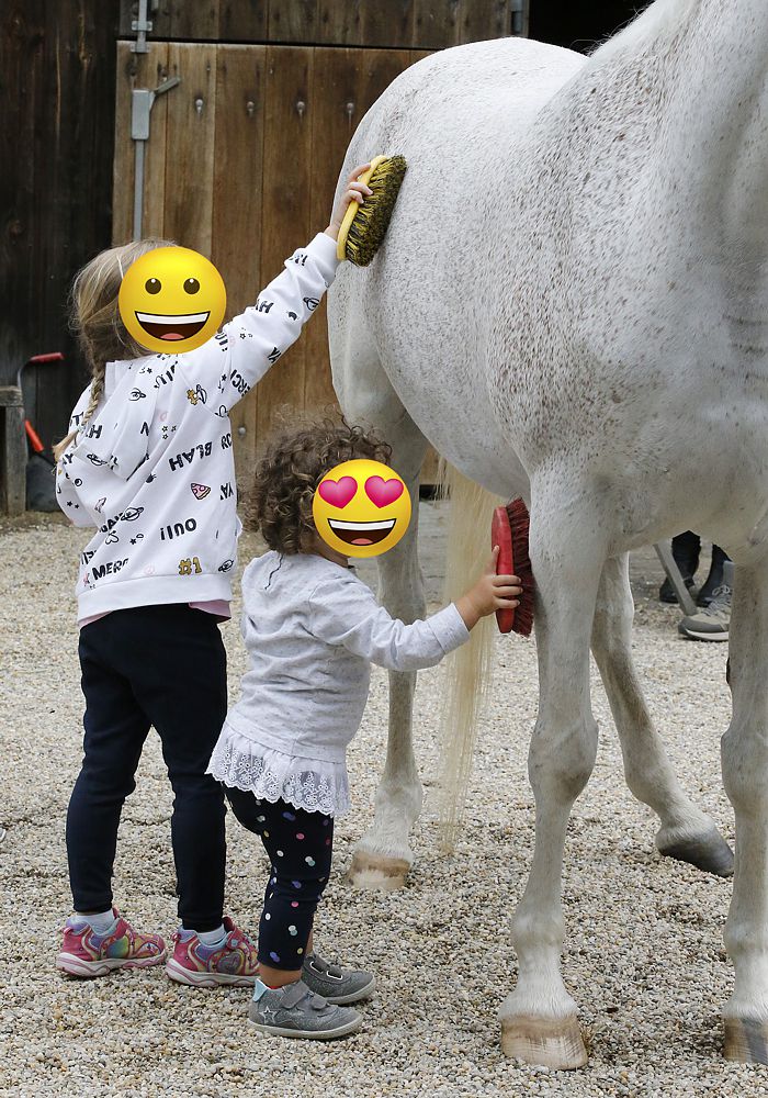 Familienpferd statt Sportgerät 5