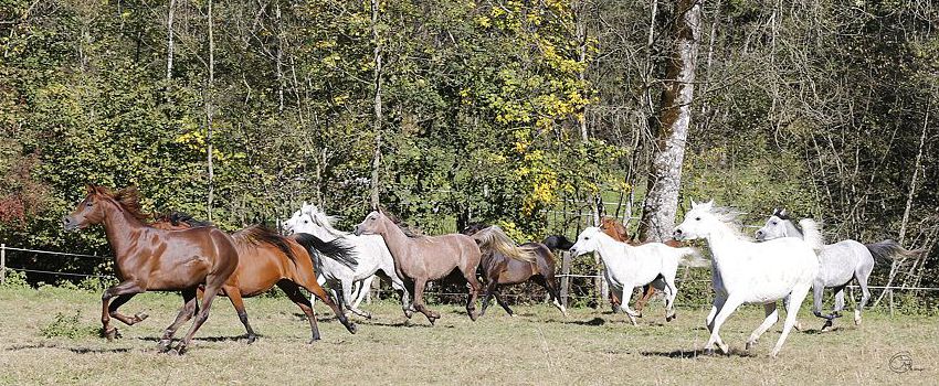 Stutenherde im Gestüt Amurath - Foto © M.Groger